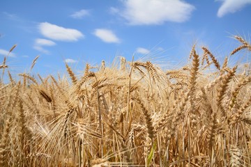 Fototapeta na wymiar 麦秋（Wheat field in early summer）
