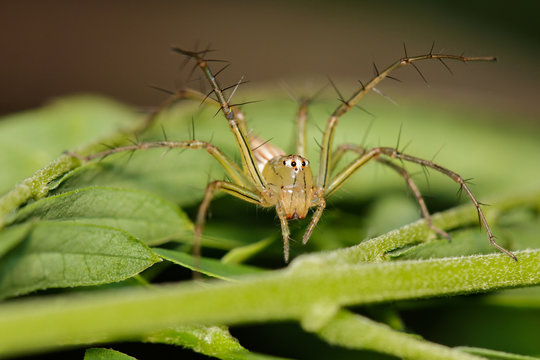 Image of Oxyopidae Spider (Java Lynx Spider / Oxyopes cf. Javanus) on nature background. Insect Animal