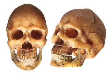 Obraz premium scary skull / fake skull in below lighting isolated on white background 