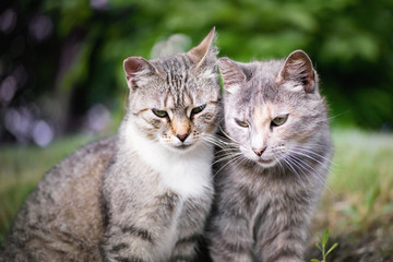 Two beautiful tabby cats