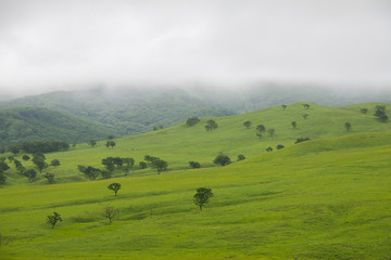Trees on a green hill and fog.