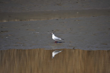 The sea bird
