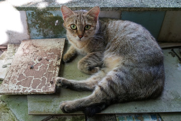 Beautiful cat in light brown color with strips lying on the old table staring at camera