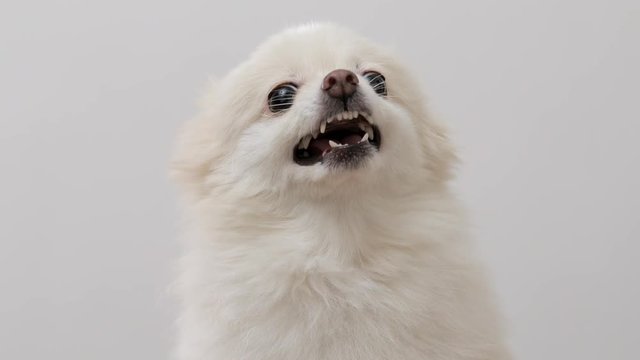 Angry White Pomeranian