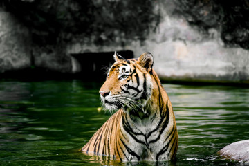 Fototapeta na wymiar Bengal tiger sitting in the pond, Bengal tiger swimming in the pond
