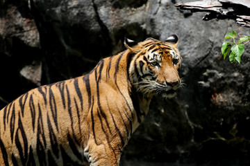 Fototapeta na wymiar Indochinese tiger, Bengal Tiger stand alone and looking somesthing