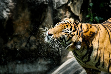 Fototapeta na wymiar Tiger Shaking Water off its Body