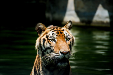 Large bengal tiger sitting in the pond, Bengal tiger swimming in the pond, Closeup portrait of a swimming Malayan tiger