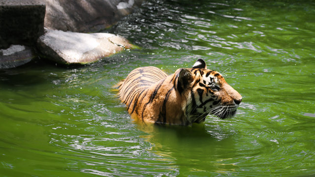 Large bengal tiger  that swimming in the pond find food and fish