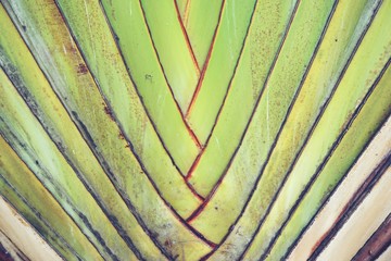 close up Travellers palm