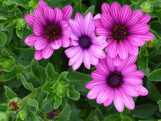 Fototapeta premium Daisies