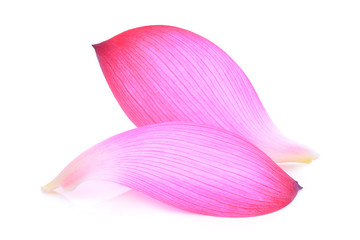 closeup of pink lotus petal isolated on white background