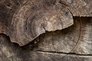 Tree rings are counted to determine the age of a tree. Cut wood texture.