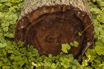 Life rings in cut tree