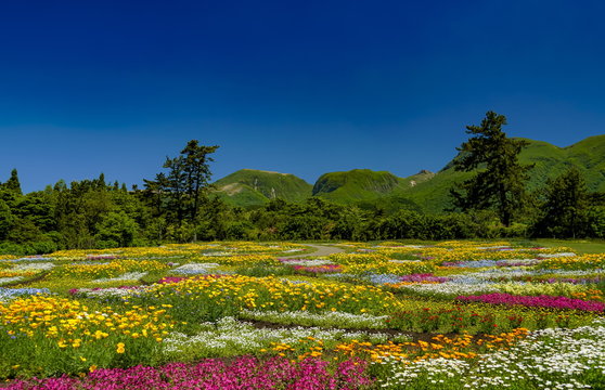 花畑　花公園