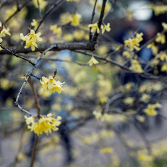 Bright yellow flowering shrub in the spring.