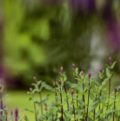 Small lilac flowers.