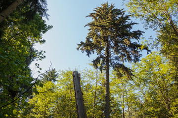 Photo of looking up view of trees and stump at Stanley Park, Vancouver, BC