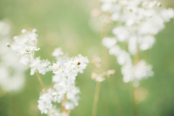White wildflowers on summer day