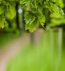 Fototapeta premium Oak green leaves.