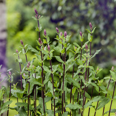 Small lilac flowers.