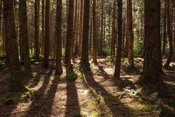 Photo of shadow of trees on the forest ground at Stanley Park, Vancouver, BC