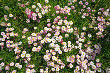 A lot of white and pink flowers of daisies on a green lawn view from above.