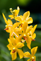 Obraz premium Yellow flower orchid isolated on green natural background