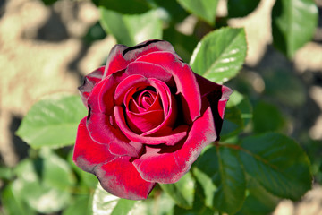 Red rose flower for loved woman