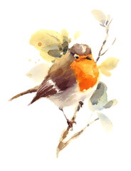 Watercolor Bird Robin on the Branch Hand Drawn Fall Illustration isolated on white background
