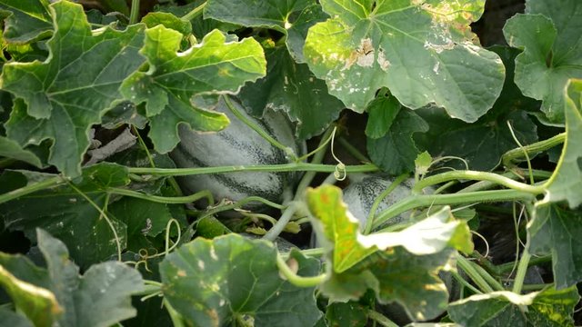 Melon fruit of variety of cantaloupe charentais between leaves in a agricultural plantation at sunset - Cucumis melo