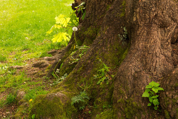 Photo of curious squirrel playing on tree