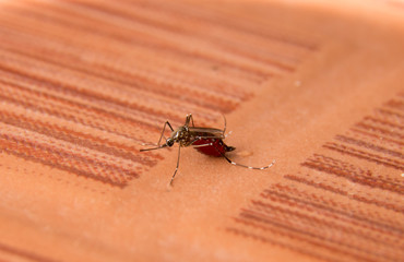 macro of he mosquito sucking the blood full,dangerous mosquito , on the floor,Chikungunya.Dengue fever,Rift Valley fever,Zika