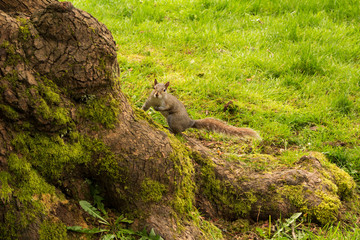 Photo of curious squirrel playing on tree