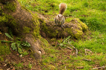Fototapeta premium Photo of curious squirrel playing on tree