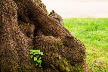 Photo of curious squirrel playing on tree