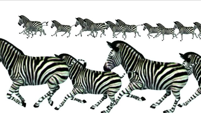 4k Group horses donkeys zebras animals silhouette migration running,Africa grasslands nature background.