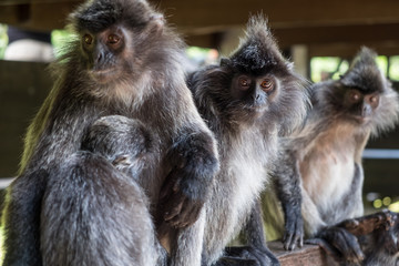 Several astonished silvery lutung monkeys sitting on the wooden handrail. Selective focus on the...