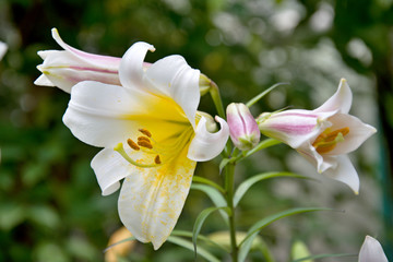 Fototapeta premium White lily full of yellow saw
