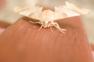 Image of Amata (moth) bug on fence background. Insect Animal. Moth sitting on old wooden fence