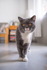 Gray British shorthair cats, indoors