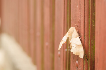 Image of Amata (moth) bug on fence background. Insect Animal. Moth sitting on old wooden fence