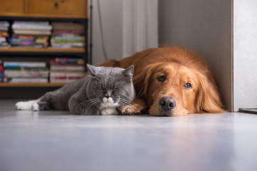 British shorthair cats and Golden Retriever