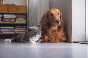 British shorthair cats and Golden Retriever