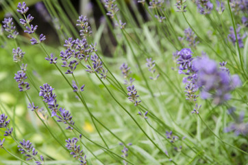 Lavender on the French field