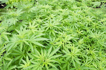 Cultivation of marijuana leaves