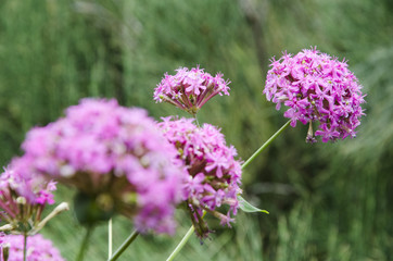 Fototapeta premium purple flower in the garden