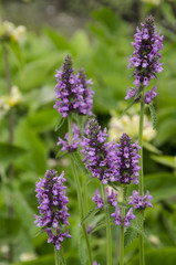 Dactylorhiza maculata