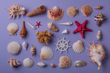 From above view of beautiful marine composition made of different seashells and coral on purple background. Top view. Flat lay.