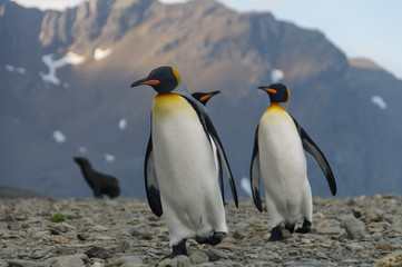 Naklejka na ściany i meble King Penguins at Fortuna Bay